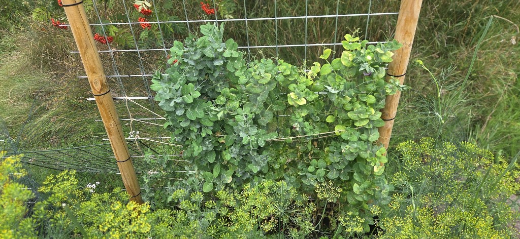 Ärtor och blommande dill