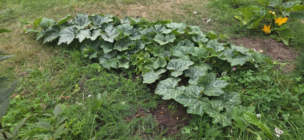 Monster butternut — skyddet bort, hoppas på regn