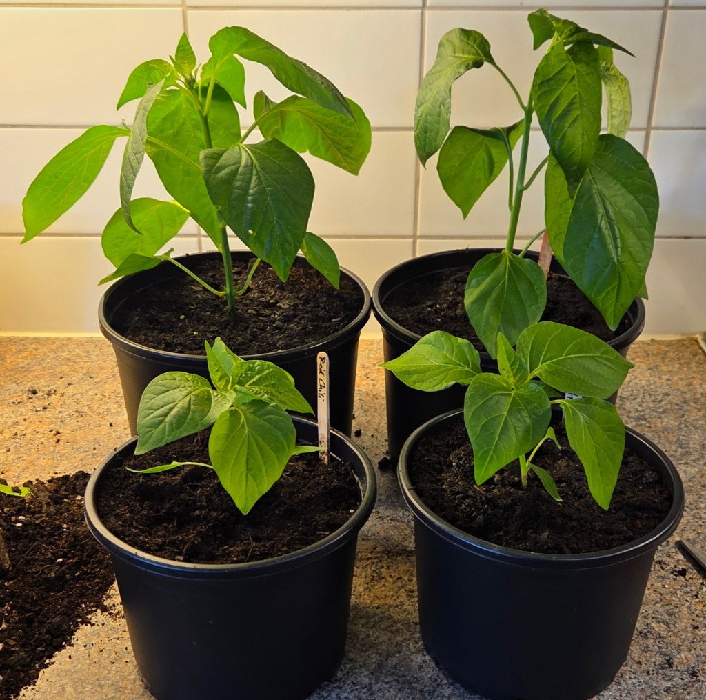 6 maj · Fyra Red omskolade — 2 lite större, 2 lite mindre