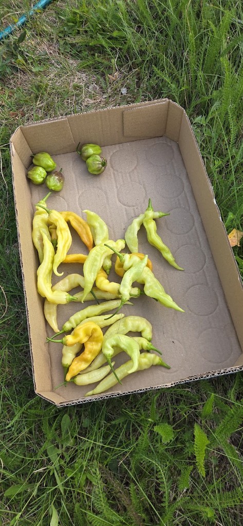 Skörd från kvarlämnade chili