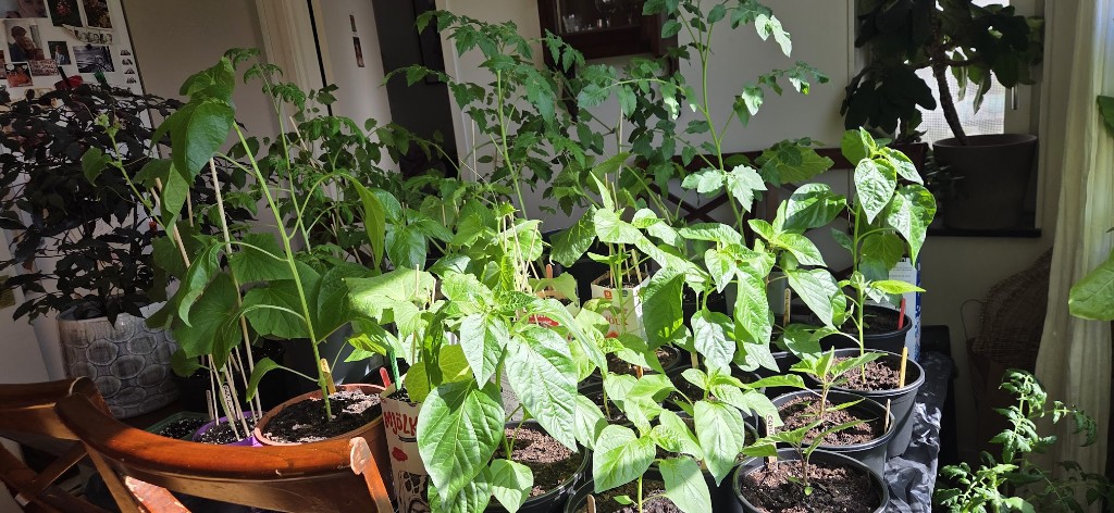 10 maj · Bland annat chili, tomat och gurka på köksbordet