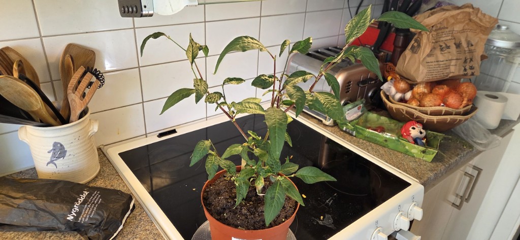 5 maj · Precis efter blomklippning — knoppar kvar men de flesta stängler borttagna