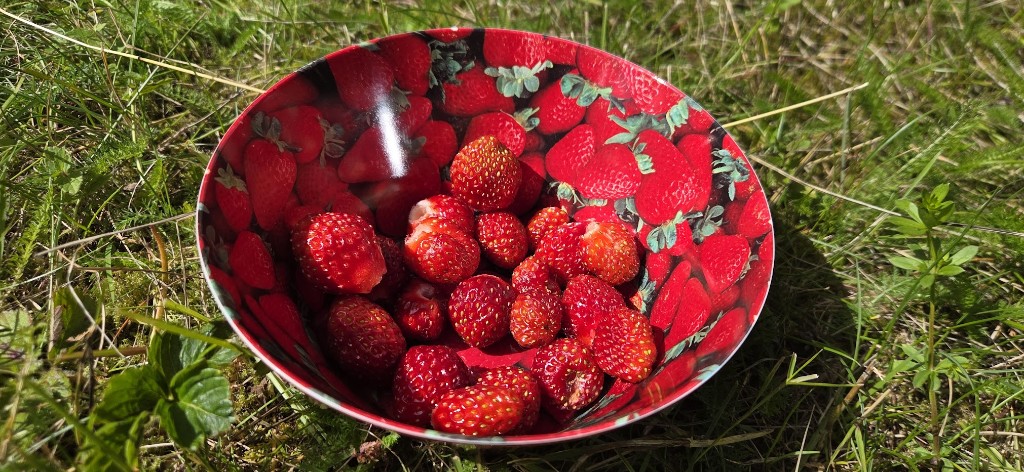 Skörd i jordgubbskålen