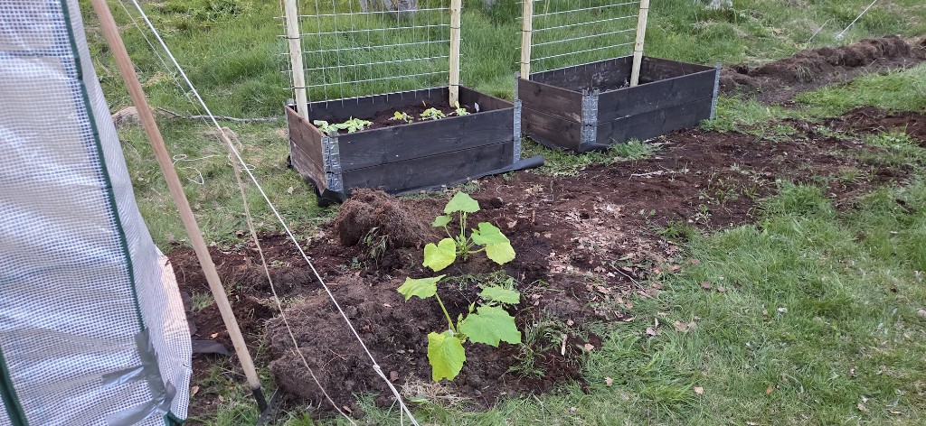 15 maj · Zucchini i friland, sallad i pallkrage — potatisfåran i bakgrunden