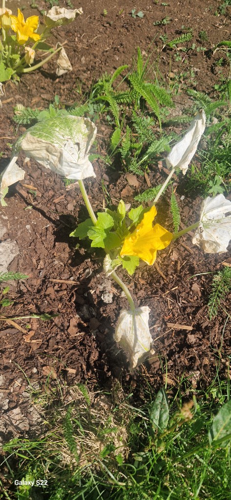 28 maj · Kajsa ❤️ — Zucchini i friland blommar trots solbrända blad