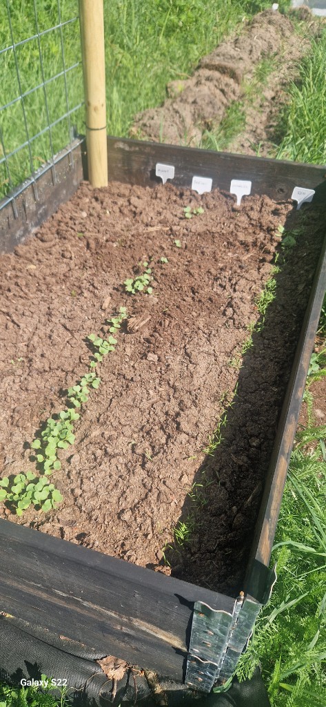 28 maj · Kajsa ❤️ — Andra pallkragen: rädisa, sallat, morötter och dill börjar ta sig