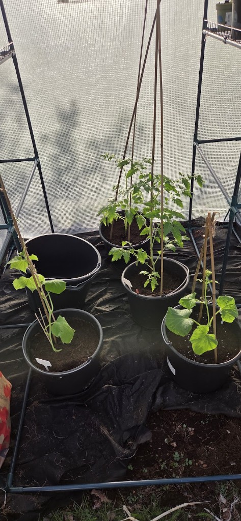 15 maj · Gurka och de två andra tomaterna i lilla växthuset