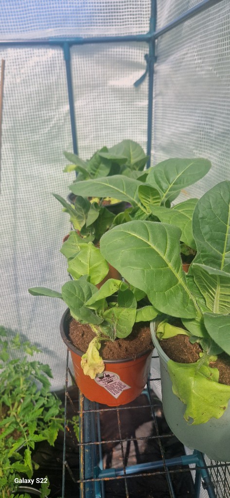 28 maj · Kajsa ❤️ — Tobak på hyllan — plantorna växer på