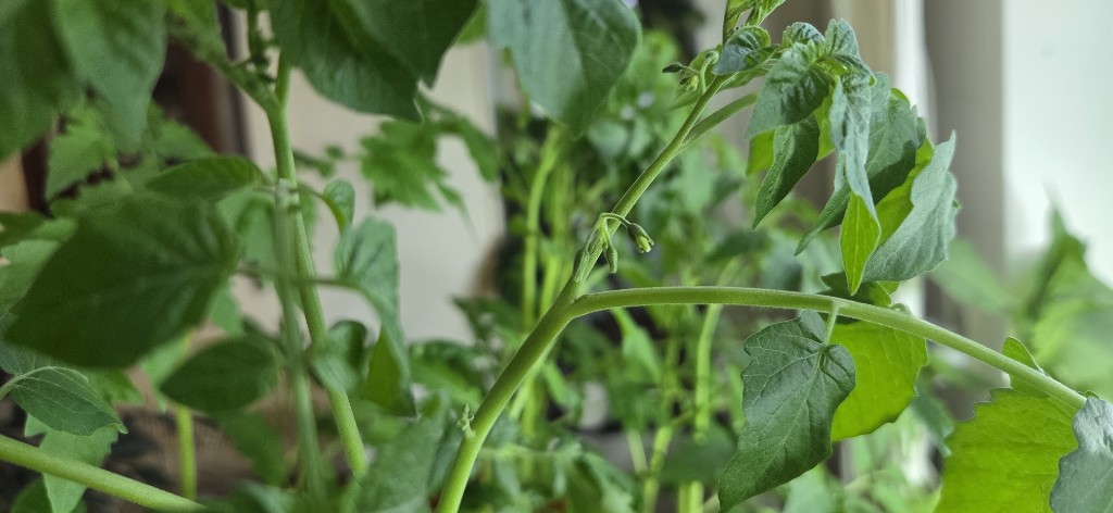 5 maj · Första blomknoppar — flera sorter börjar blomma på köksbordet