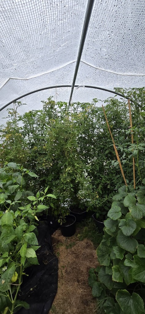 Tomaterna — omöjliga att fånga