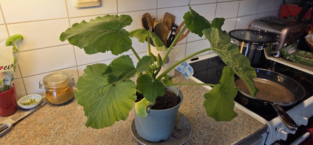 Zucchini