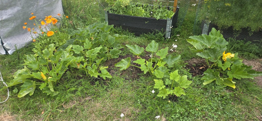 Zucchini vi redan skördat från