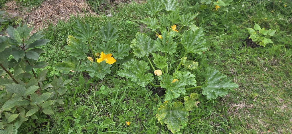 Gula zucchini